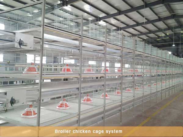 Broiler chicken battery cage system