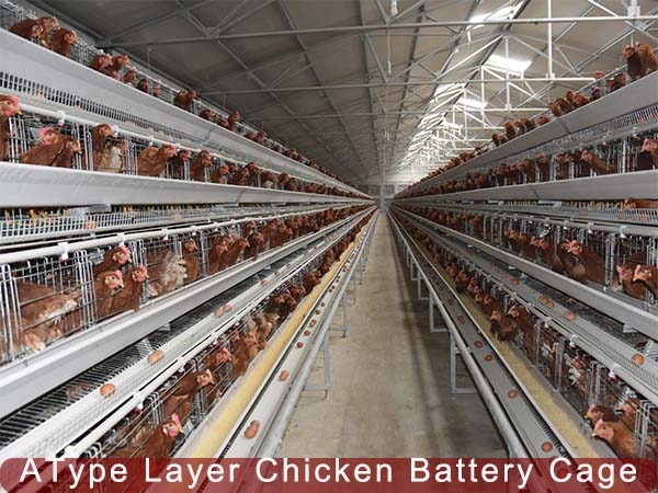 Layer Chicken Battery Cage Equipment For Sale