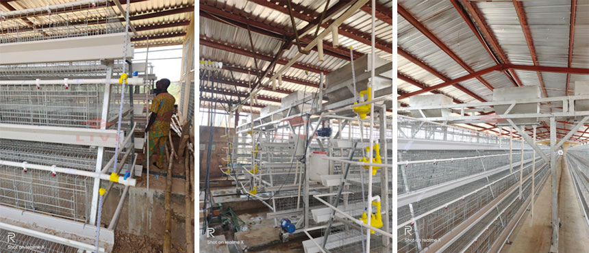 chicken cage system, poultry farm equipment, Egg and broiler production